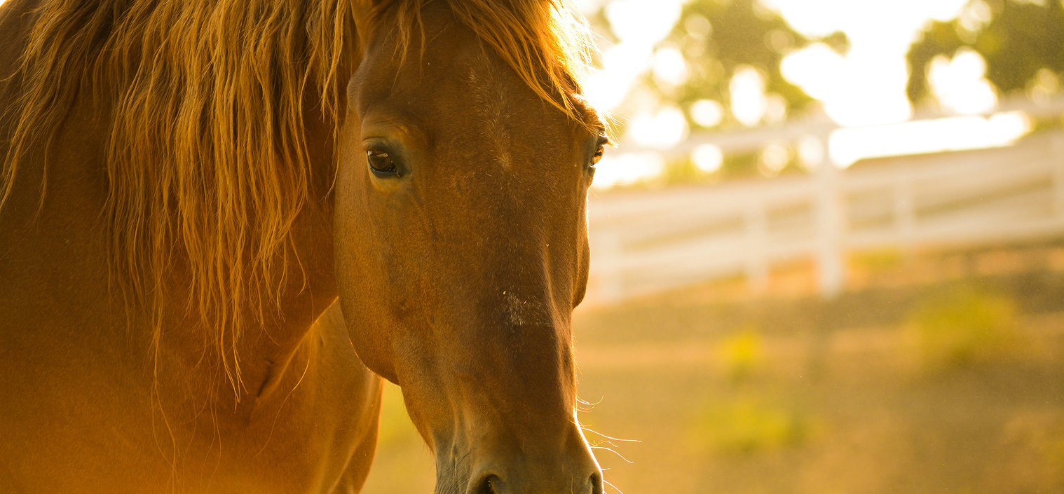 centre-equestre